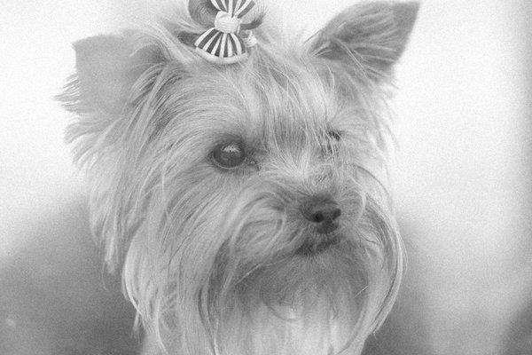 Conseils pratiques pour assurer le bonheur de votre chien