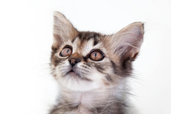 Comment choisir les meilleures friandises pour un chien de race Setter Irlandais sujet aux allergies alimentaires?