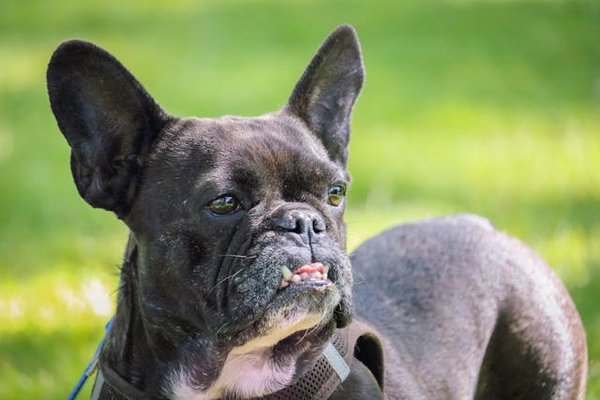 Quels sont les signaux de détresse respiratoire chez un chien de race Bouledogue Anglais et comment réagir rapidement?