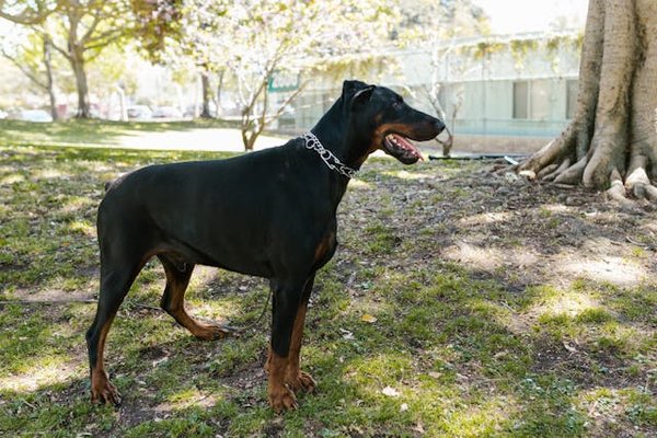 Quels sont les exercices recommandés pour renforcer les muscles abdominaux d'un chien de race Doberman?