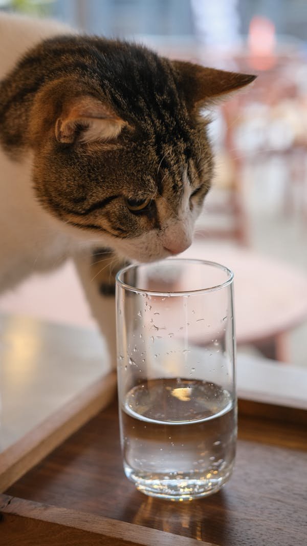 Meilleur fontaine à eau chat : le choix des experts en 2025
